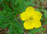 Trollius aldanensis