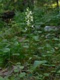 Platanthera bifolia. Цветущее растение. Свердловская обл., окр. г. Североуральск, травяно-моховой сосняк с елью на известняках. 27.06.2006.