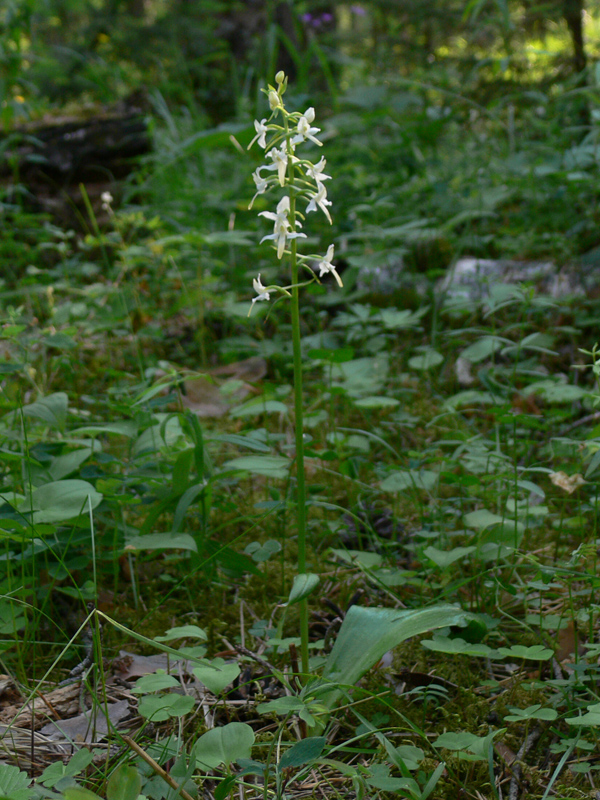 Изображение особи Platanthera bifolia.