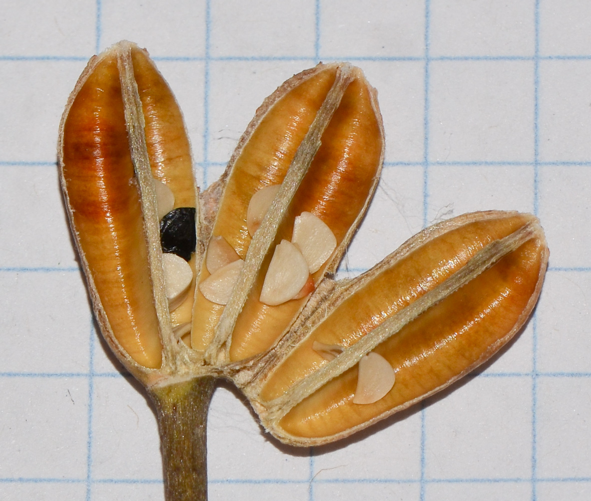 Image of Agave attenuata specimen.