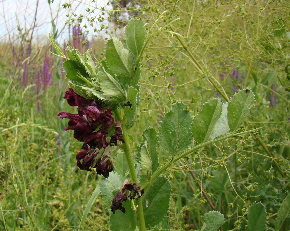 Изображение особи Vicia serratifolia.