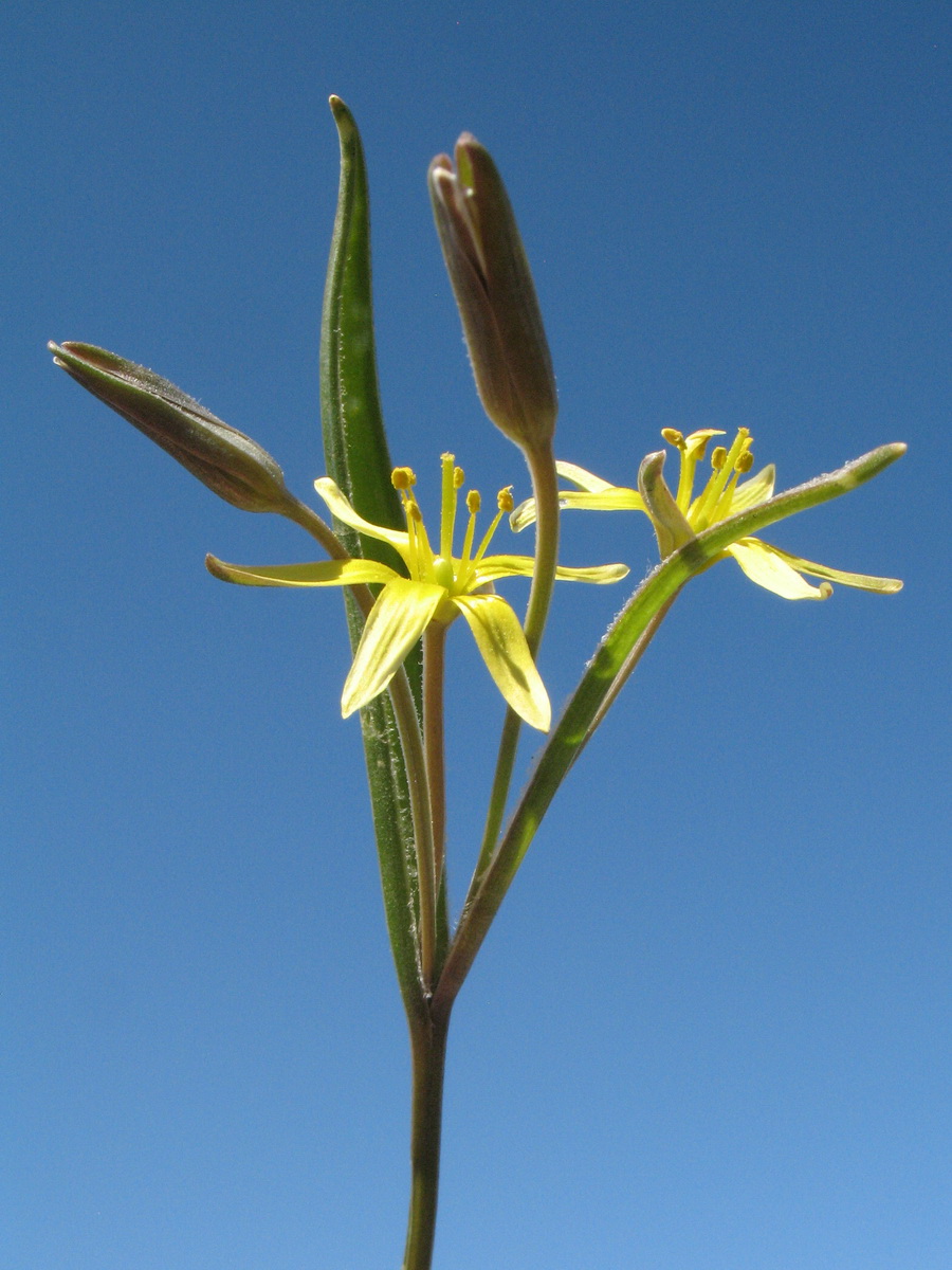 Image of Gagea turkestanica specimen.