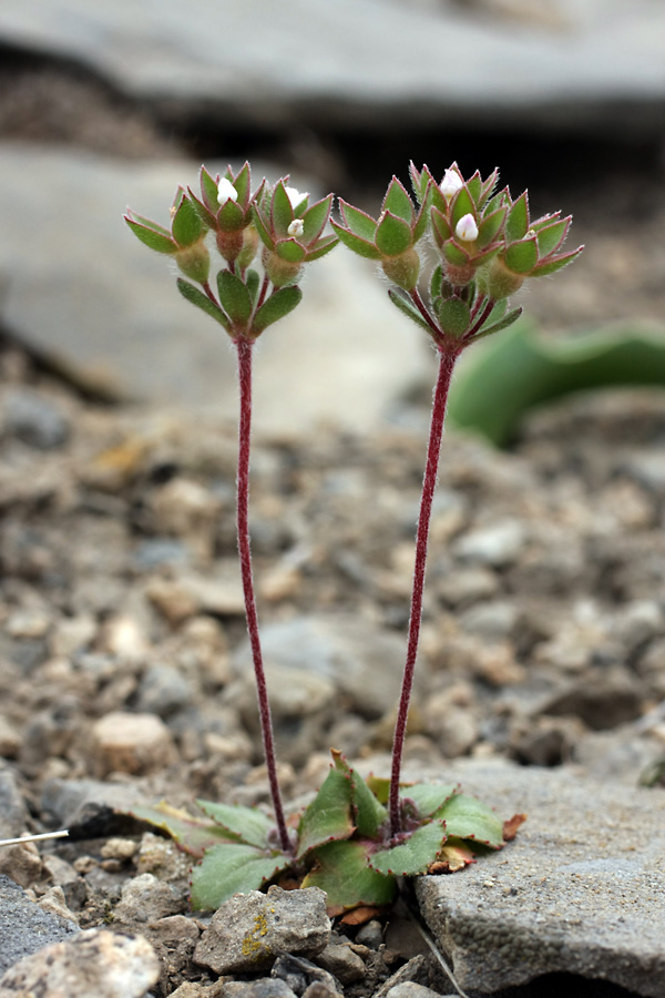 Image of Androsace maxima specimen.