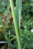Sonchus arvensis ssp. uliginosus
