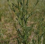Senecio jacobaea