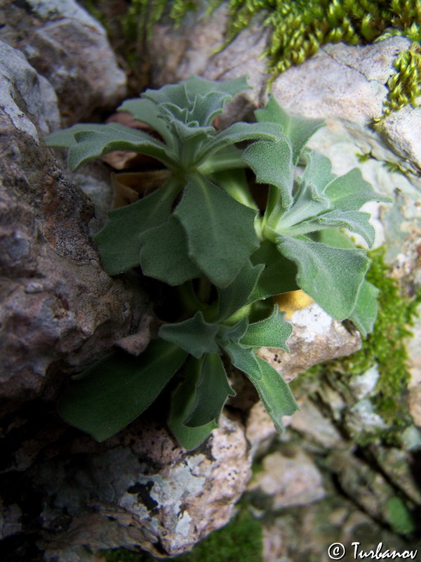 Image of Arabis caucasica specimen.