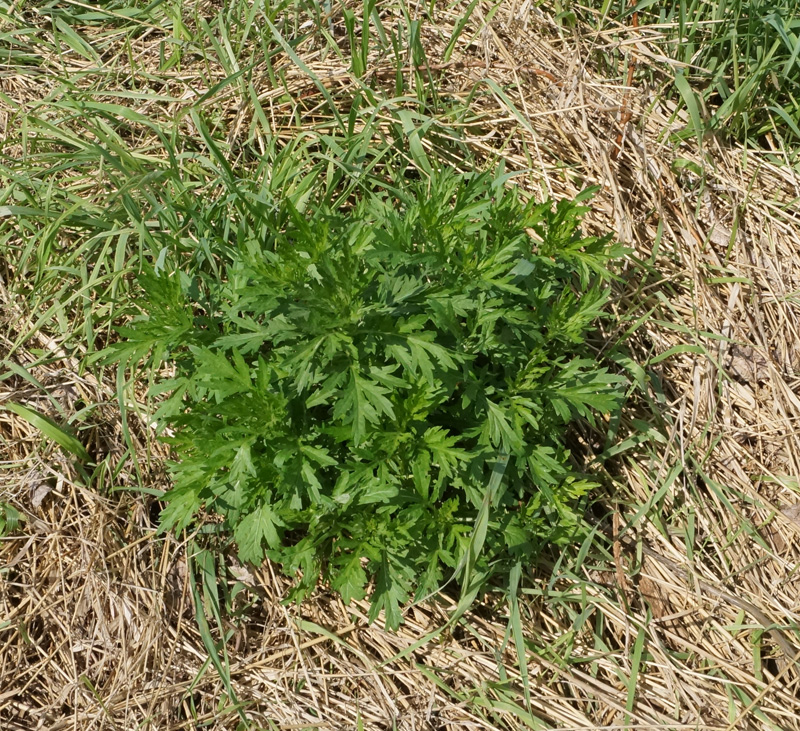 Изображение особи Artemisia vulgaris.