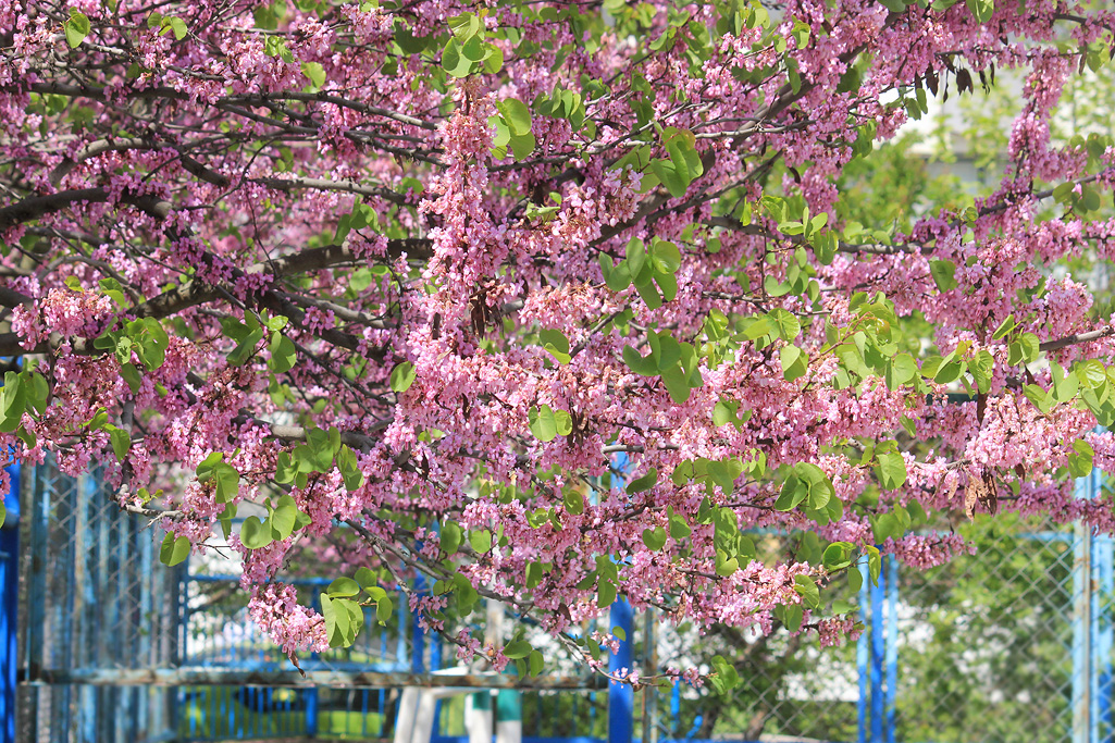 Изображение особи Cercis siliquastrum.