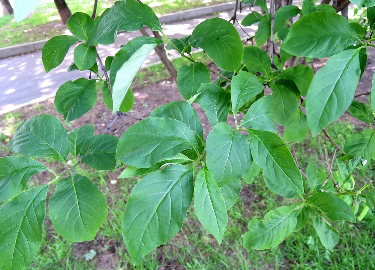 Image of Syringa josikaea specimen.