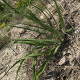 Scorzonera stricta