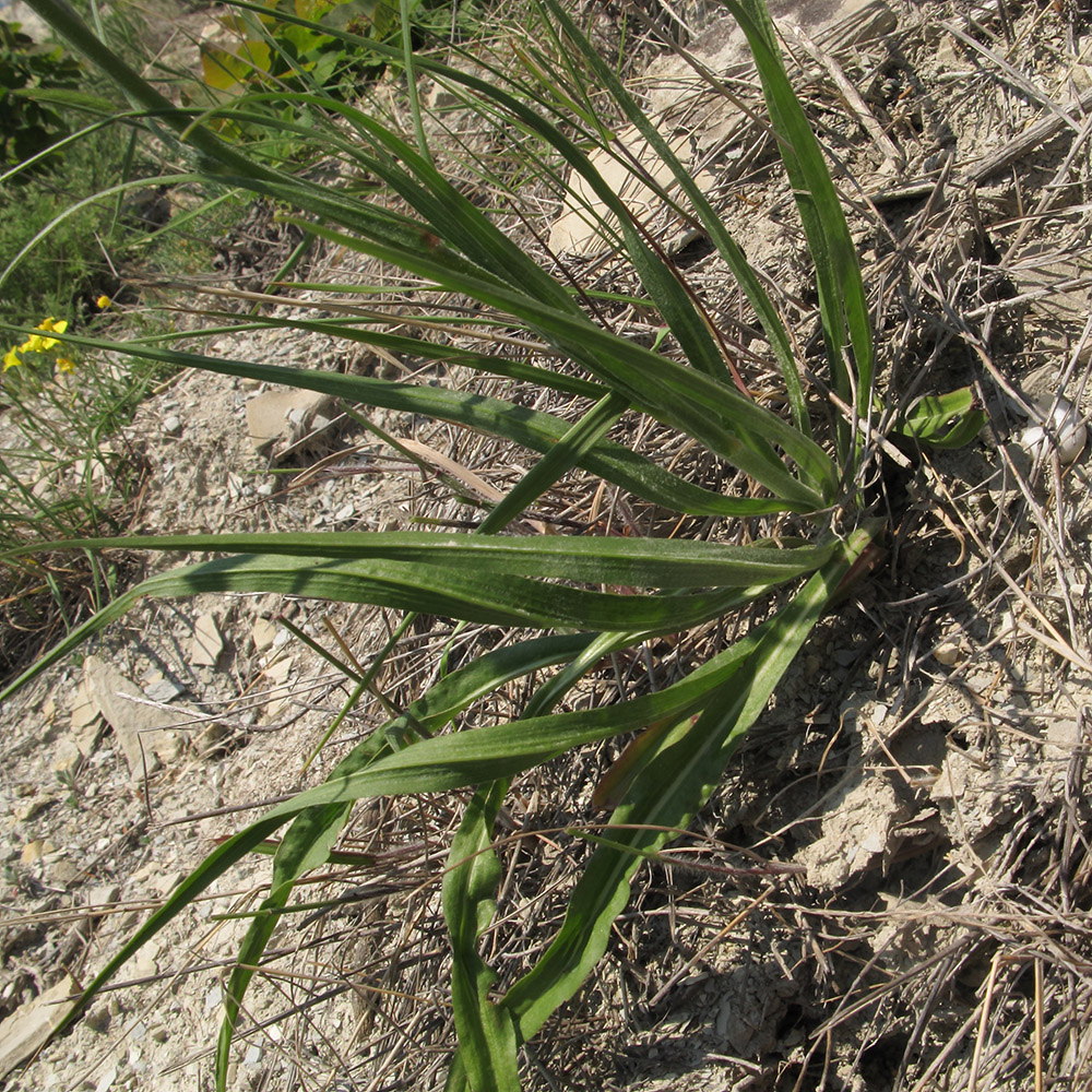 Изображение особи Scorzonera stricta.