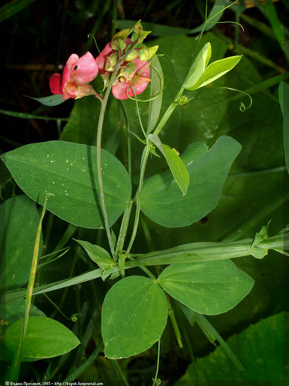 Изображение особи Lathyrus litvinovii.