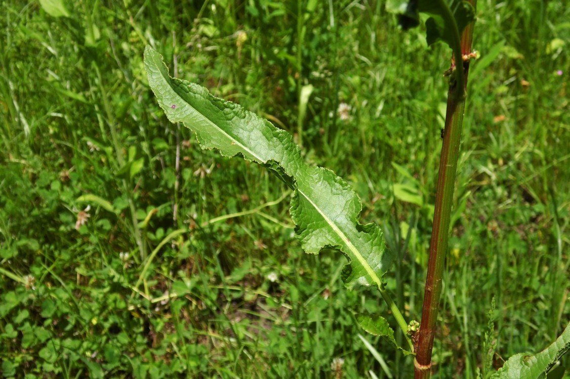 Изображение особи Rumex crispus.