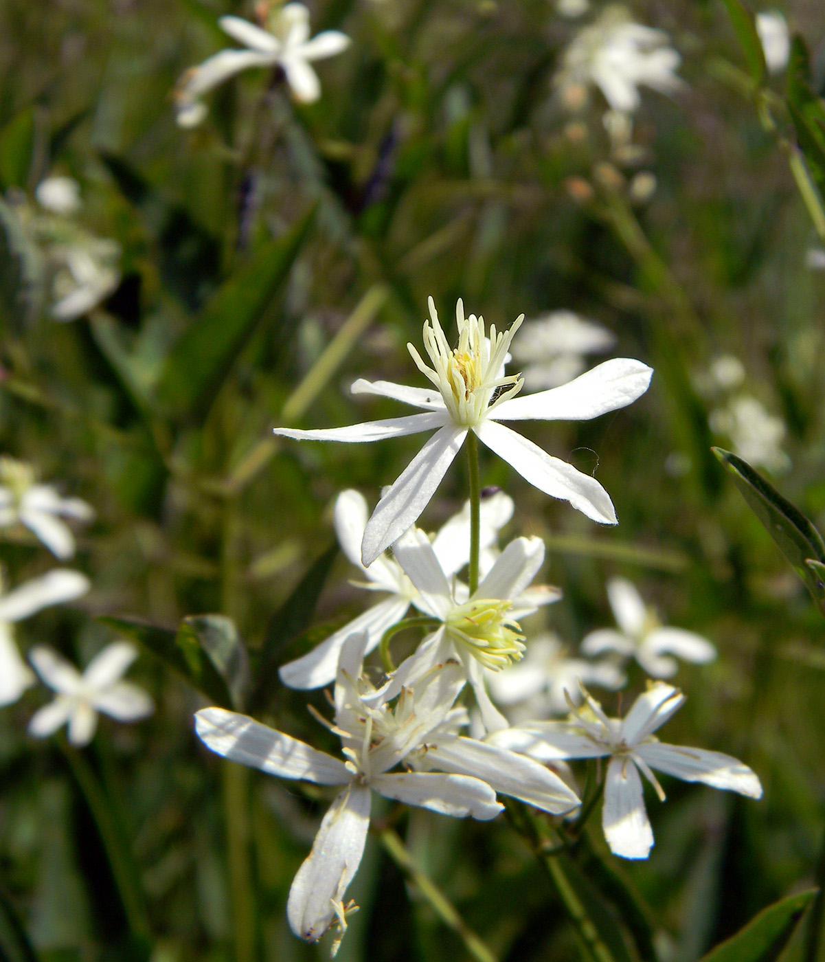 Image of Clematis recta specimen.