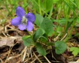 Viola rupestris. Цветущее растение. Коми, г. Печора, смешанный лес в конце ул. Социалистической. 03.06.2016.