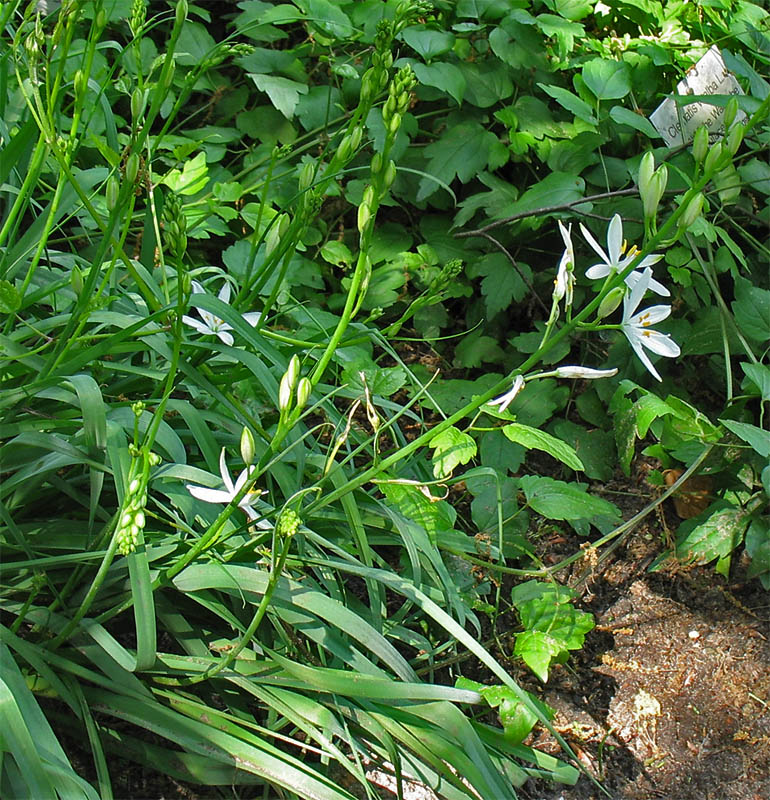 Image of Anthericum liliago specimen.