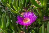 Carpobrotus acinaciformis. Цветок и листья. Греция, о. Крит, холмы в южной окр. Ретимно (Ρέθυμνο), обрывистый склон у обочины дороги. 02.05.2014.