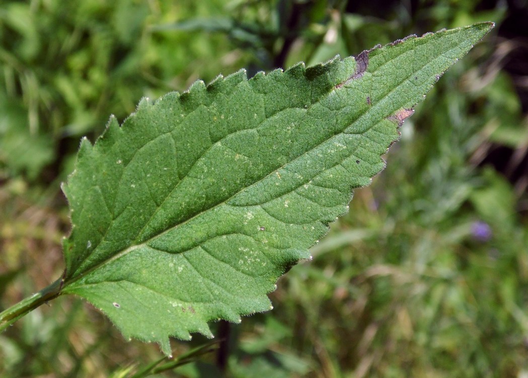 Image of Campanula rapunculoides specimen.