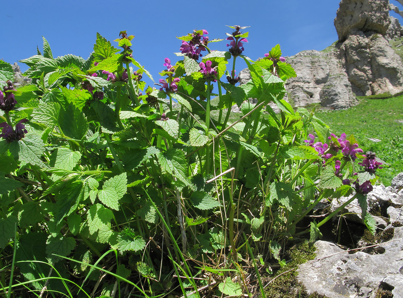 Image of Lamium maculatum specimen.