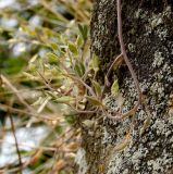 Schivereckia podolica