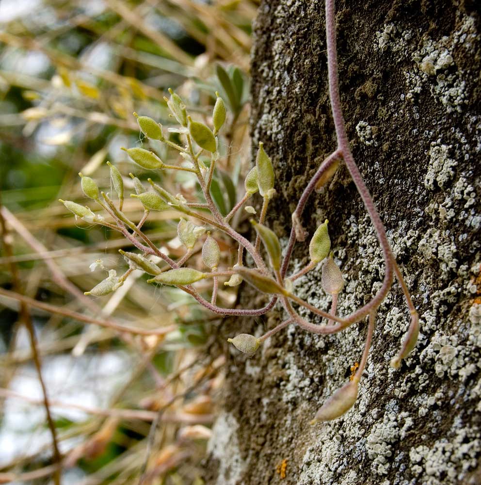 Image of Schivereckia podolica specimen.
