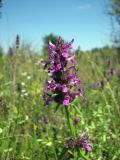 Betonica officinalis. Соцветие. Украина, Житомирская обл., Новоград-Волынский р-н, окр. дер. Александровка. 10.07.2016.