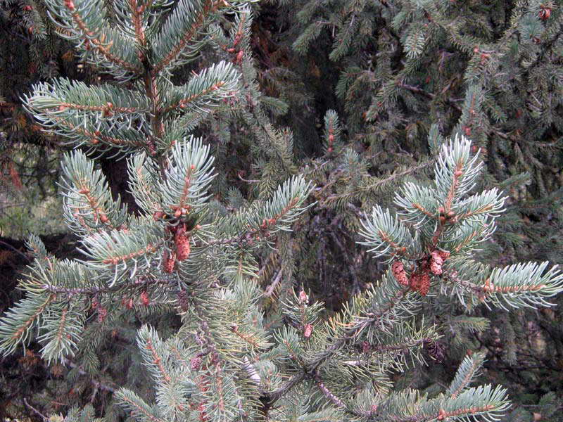 Изображение особи Picea schrenkiana.