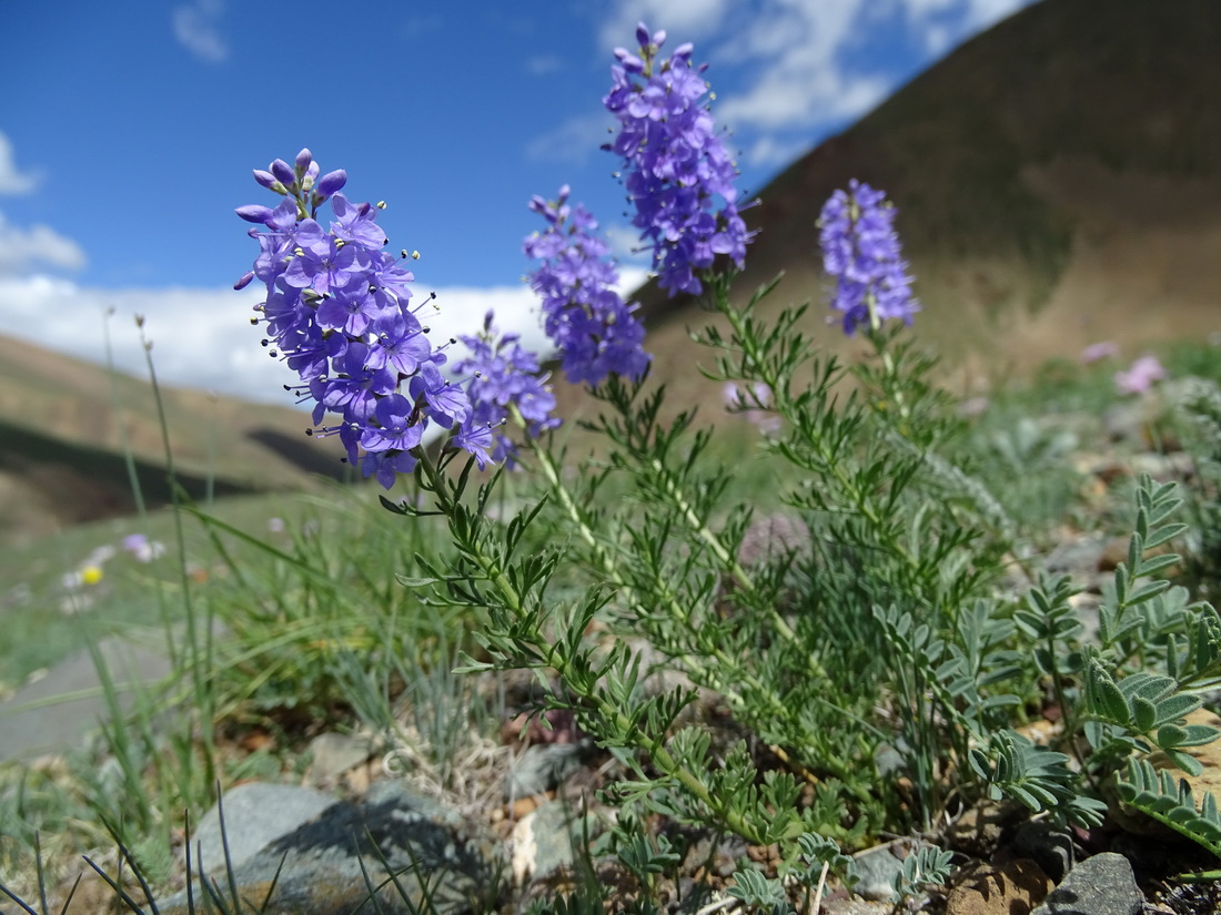 Image of Veronica pinnata ssp. nana specimen.
