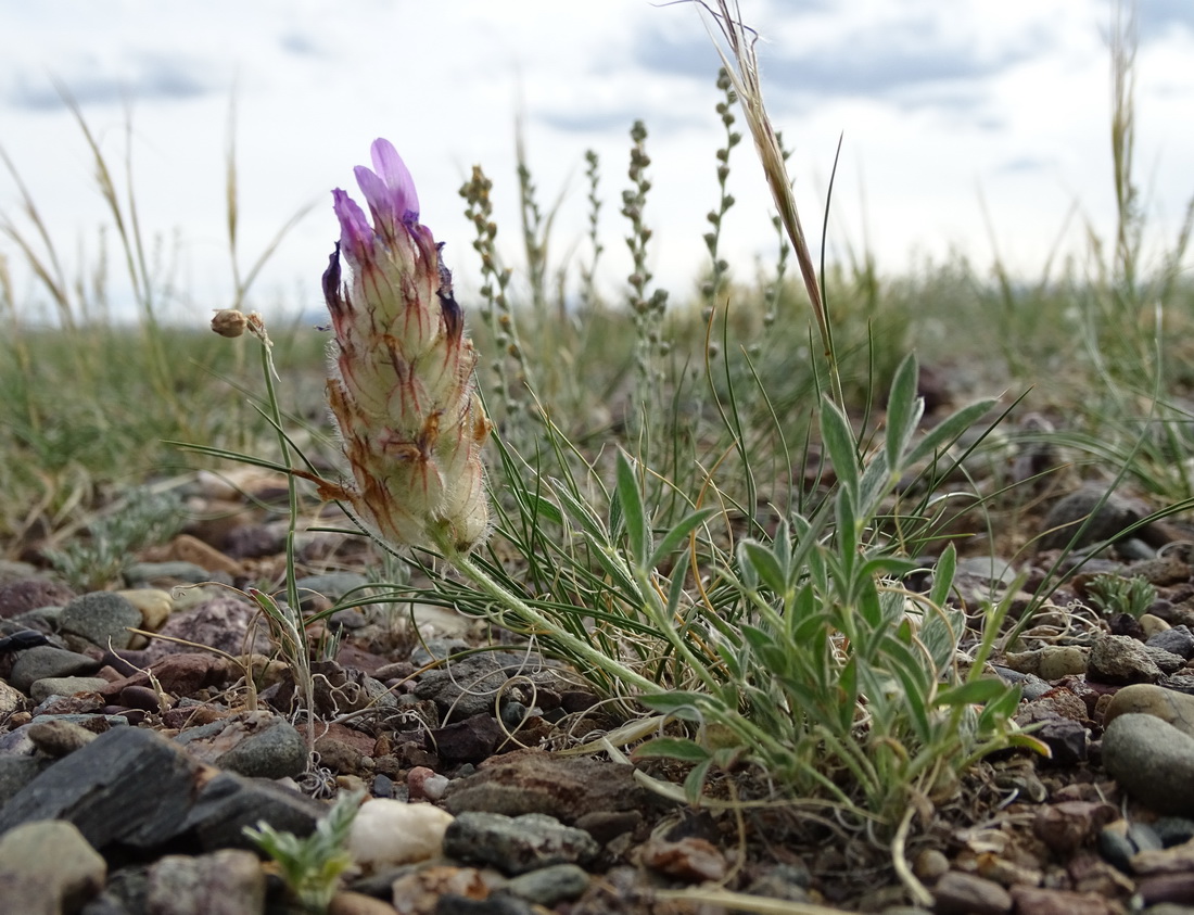 Image of Astragalus laguroides specimen.