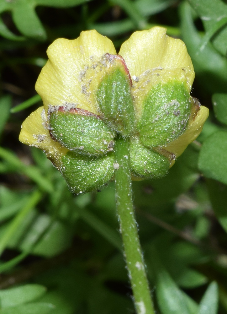 Изображение особи Ranunculus rubrocalyx.