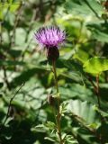Serratula manshurica