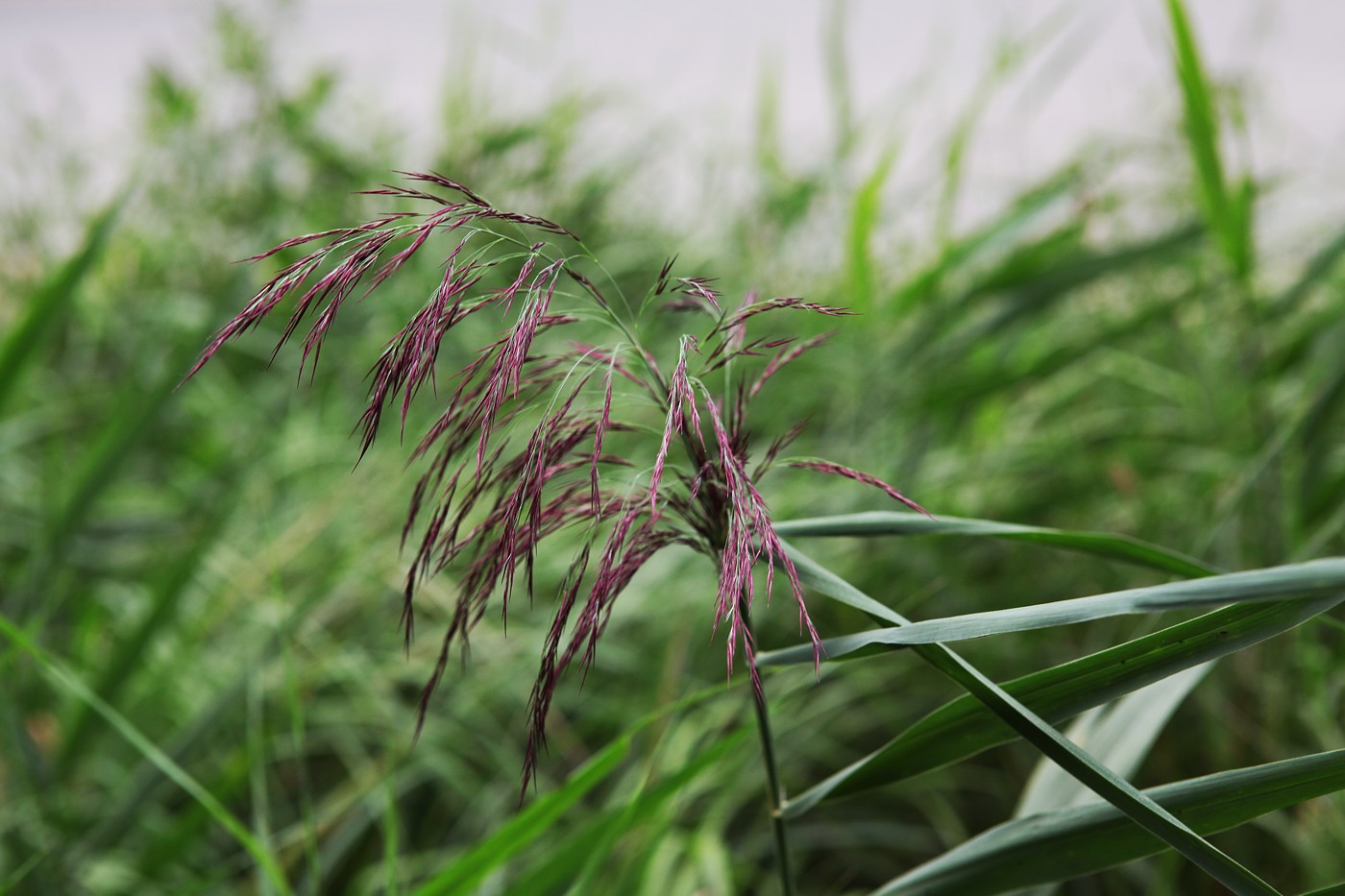 Изображение особи Phragmites australis.