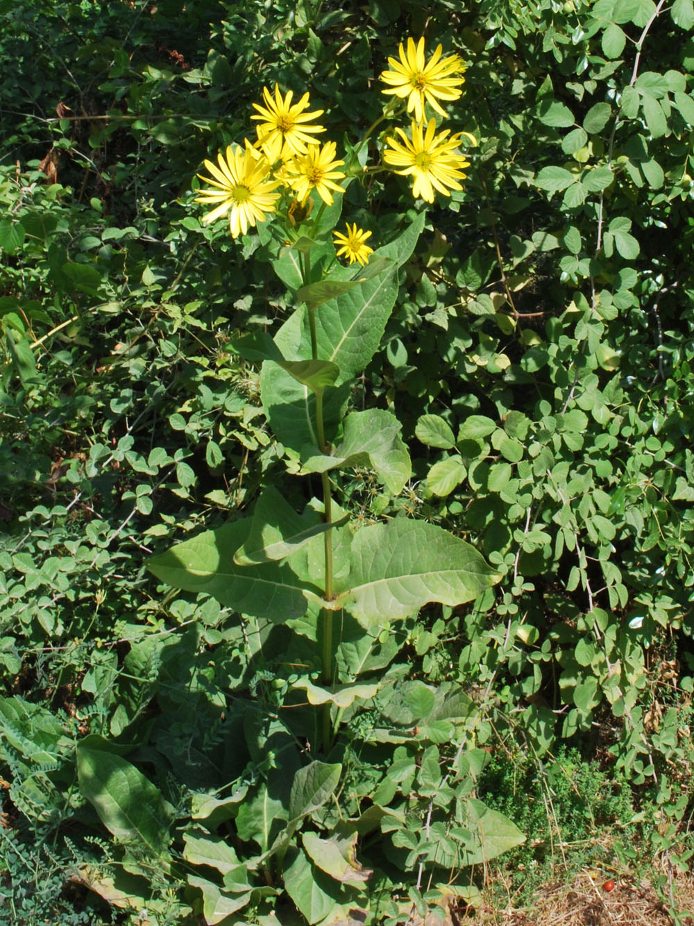 Image of Silphium perfoliatum specimen.