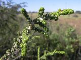 Thymelaea hirsuta