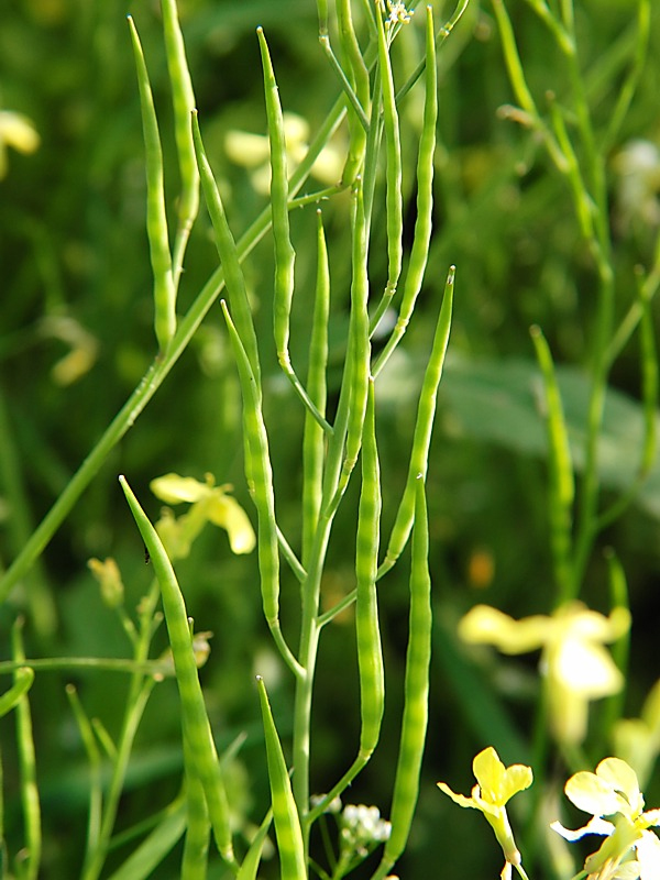 Изображение особи Raphanus raphanistrum.