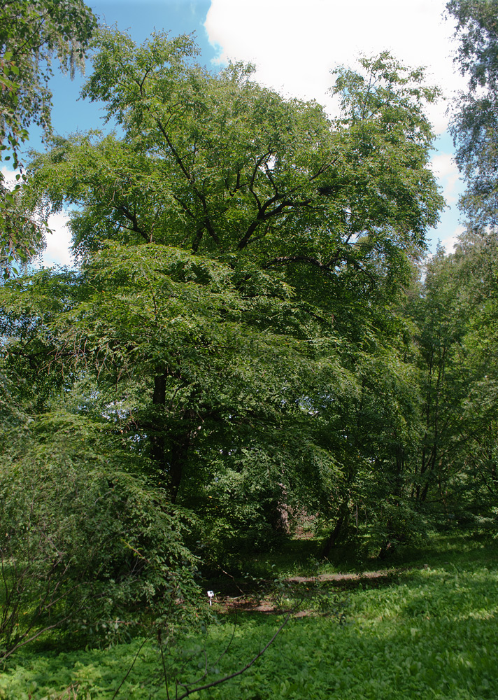 Изображение особи Betula lenta.