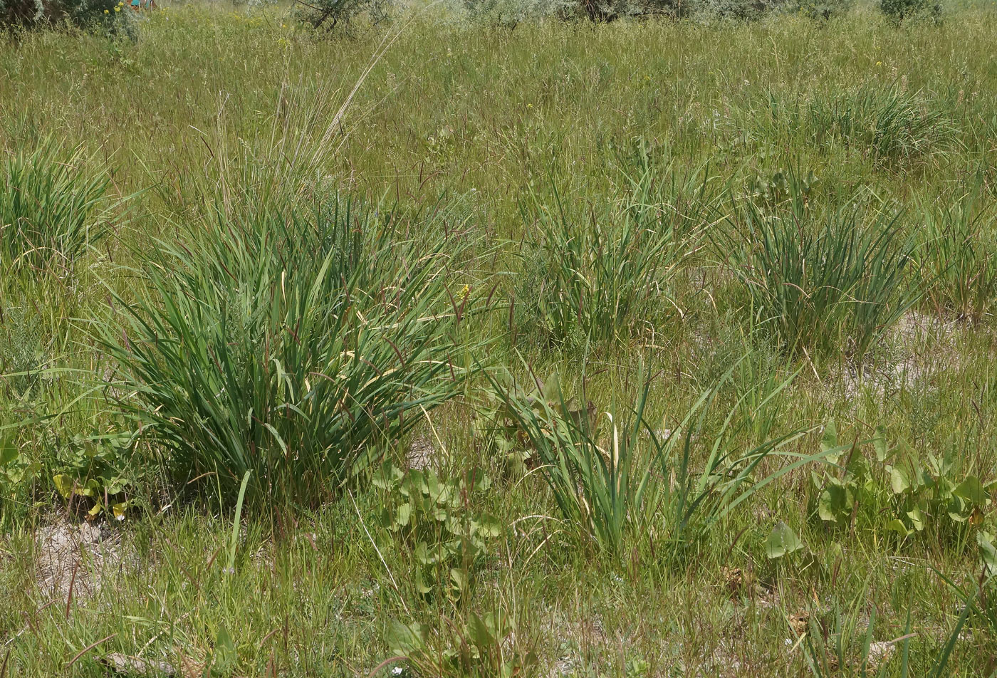 Image of Iris pallasii specimen.