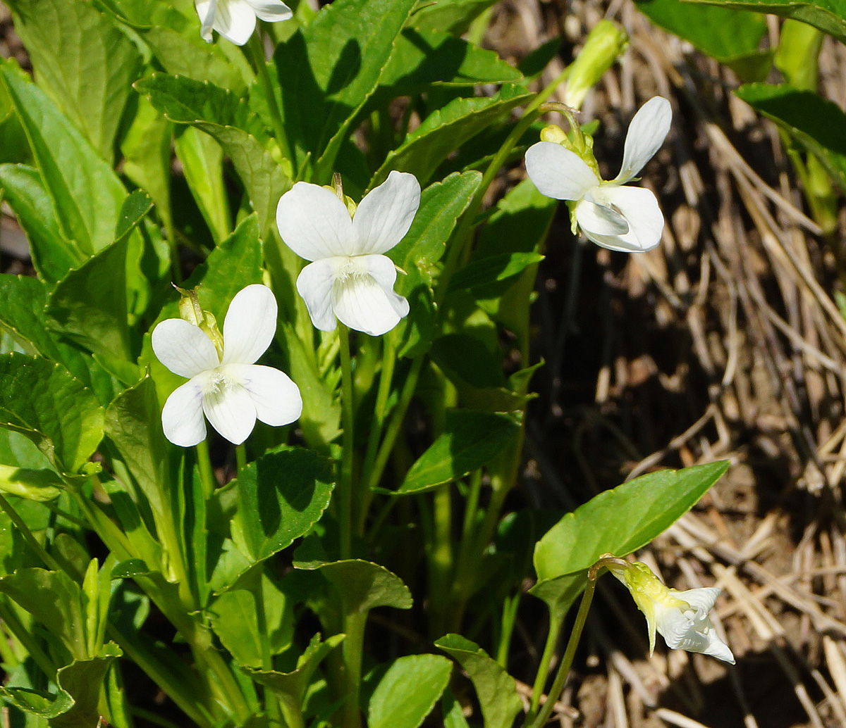 Изображение особи Viola pumila.