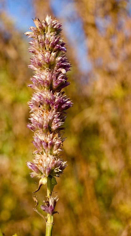 Image of Agastache foeniculum specimen.