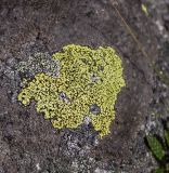 genus Rhizocarpon