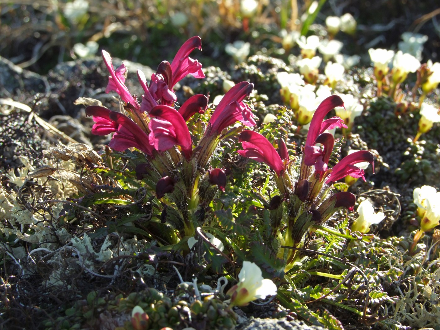 Image of Pedicularis ochotensis specimen.