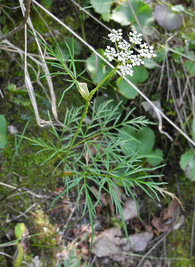 Изображение особи Conioselinum longifolium.