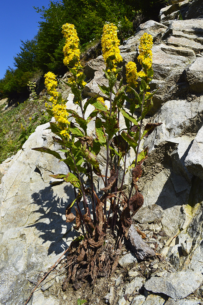 Image of Solidago virgaurea ssp. caucasica specimen.