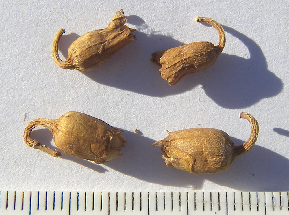 Image of Nicotiana glauca specimen.