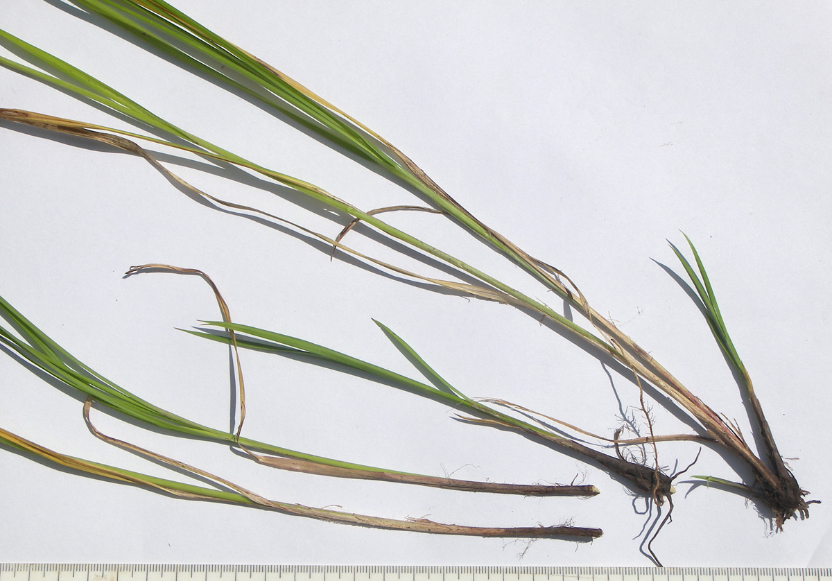 Image of Carex vulpina specimen.