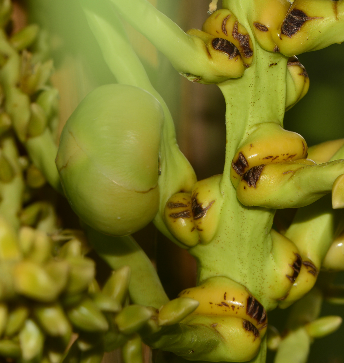 Image of Cocos nucifera specimen.