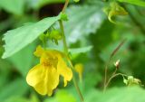 Impatiens noli-tangere