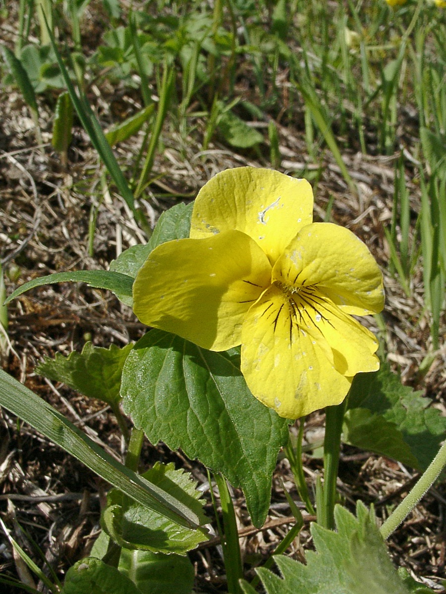 Image of Viola uniflora specimen.