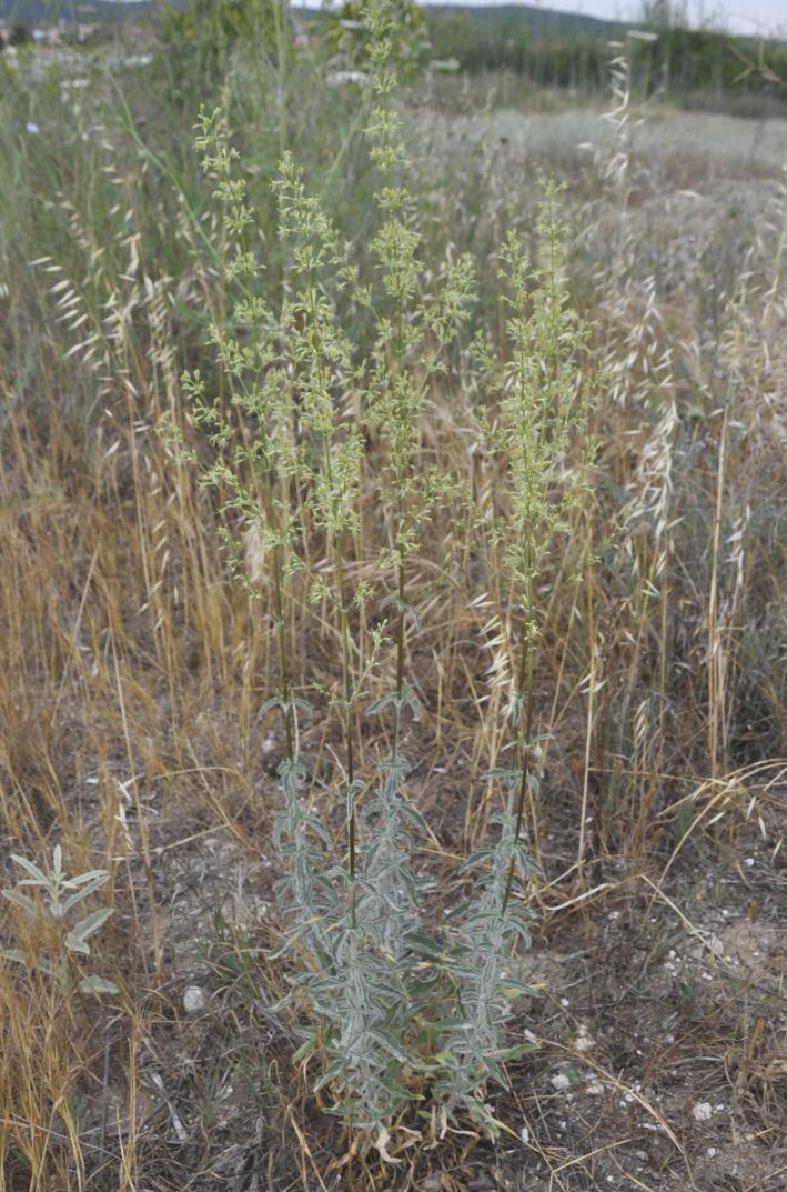 Изображение особи Silene exaltata.