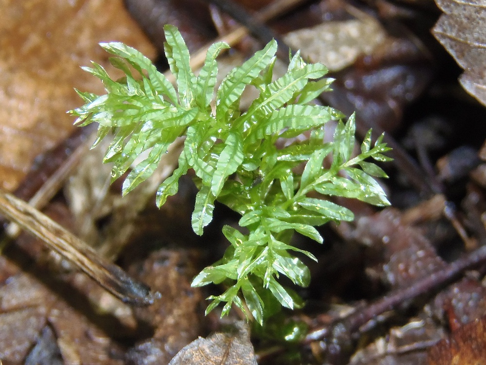 Изображение особи Plagiomnium undulatum.
